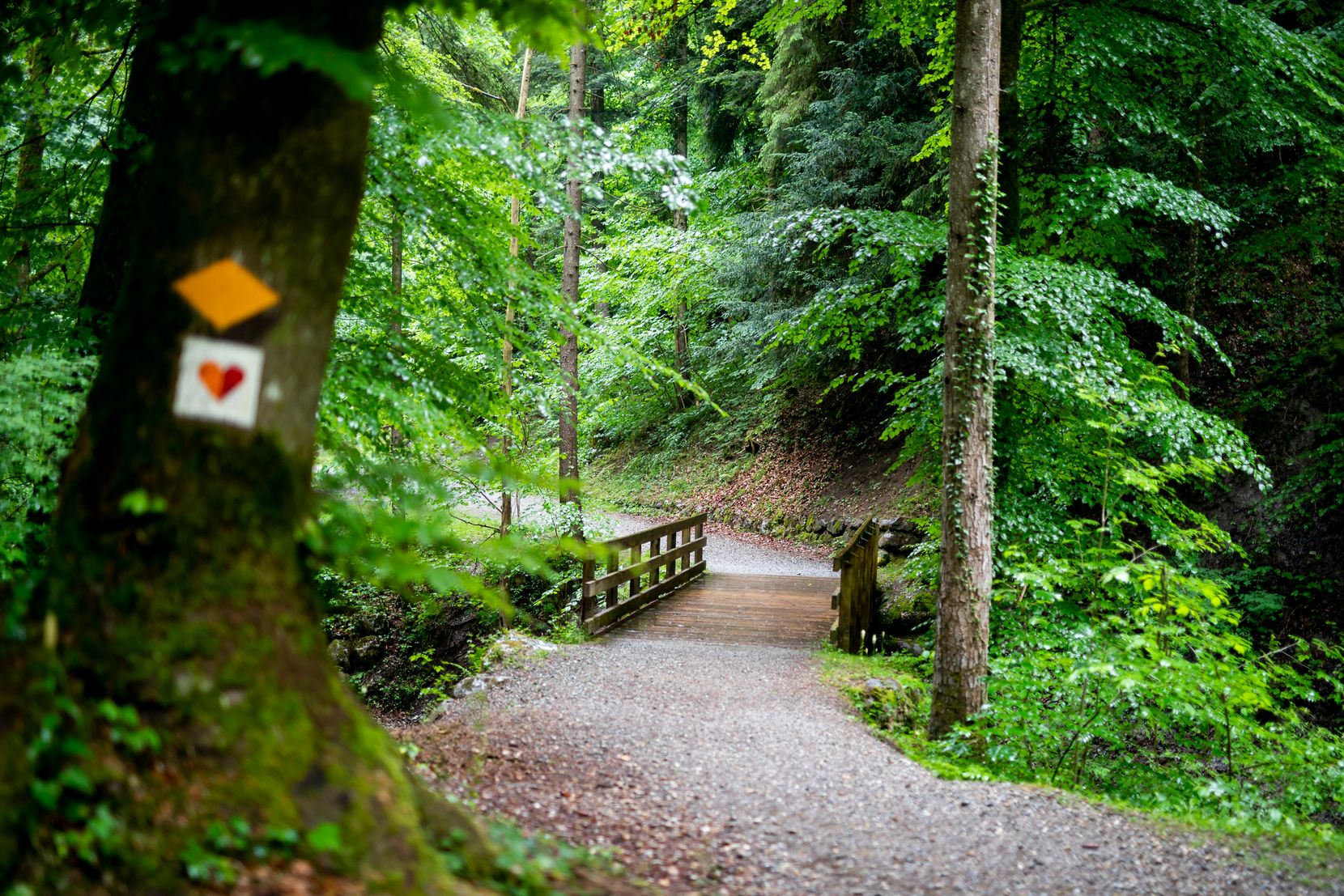 Eine Brücke auf einem Waldweg.